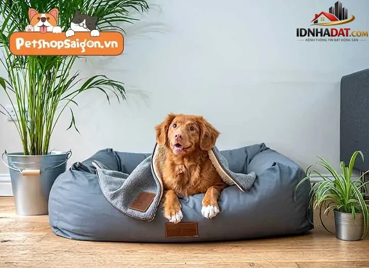 Cách giữ nhà luôn sạch sẽ khi nuôi chó mèo