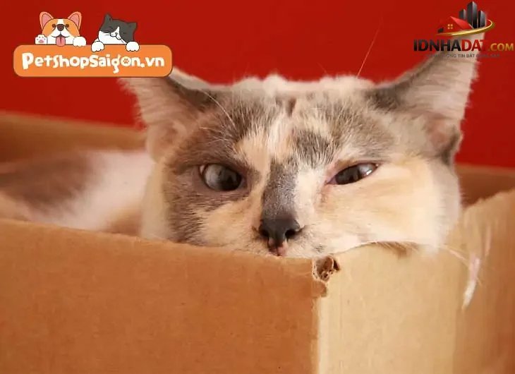 Cách giữ nhà luôn sạch sẽ khi nuôi chó mèo