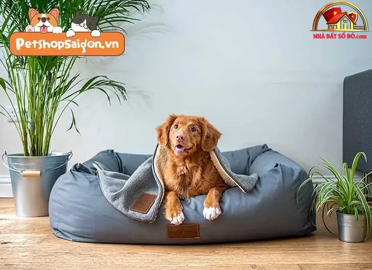 Cách giữ nhà luôn sạch sẽ khi nuôi chó mèo