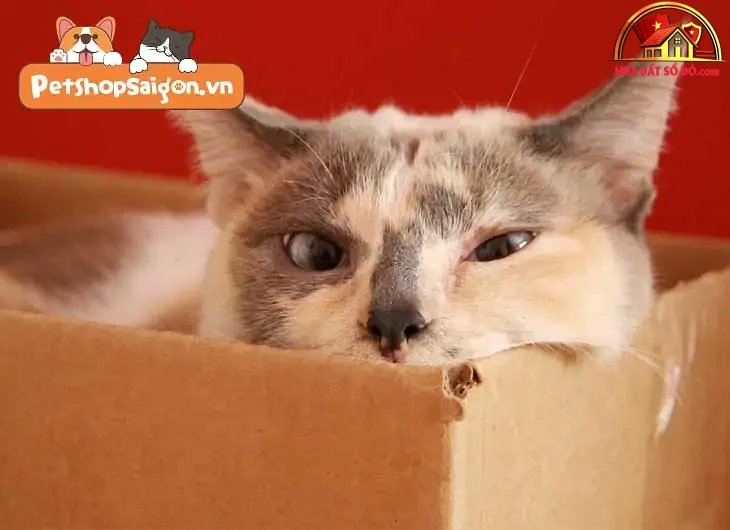 Cách giữ nhà luôn sạch sẽ khi nuôi chó mèo