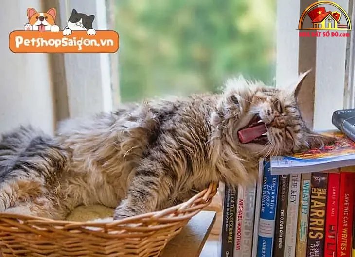 Cách giữ nhà luôn sạch sẽ khi nuôi chó mèo