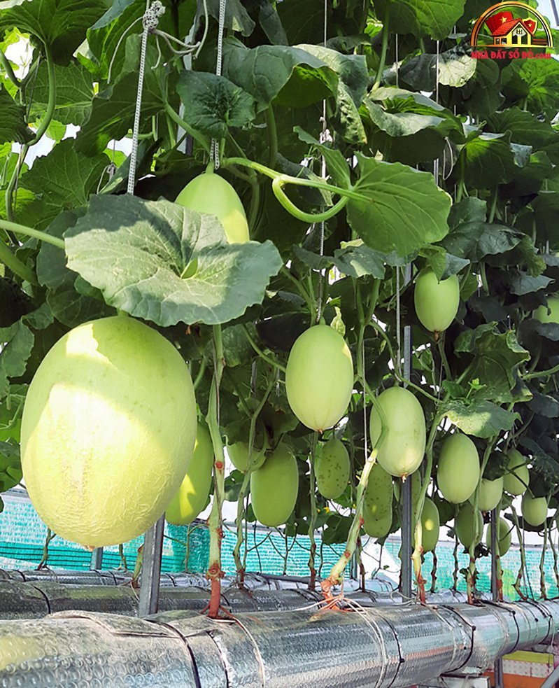 Thu hoạch 3 tạ dưa từ vườn trên mái tôn - Ảnh 6.