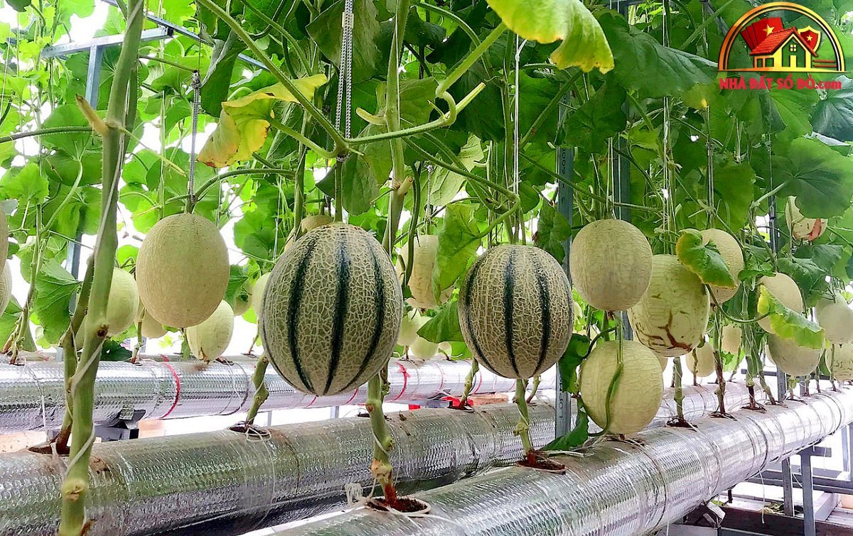 Thu hoạch 3 tạ dưa từ vườn trên mái tôn - Ảnh 7.