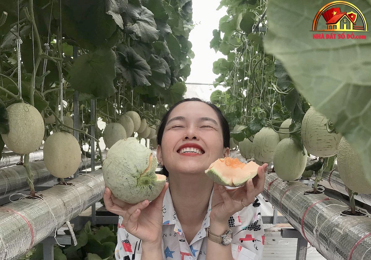 Thu hoạch 3 tạ dưa từ vườn trên mái tôn - Ảnh 8.