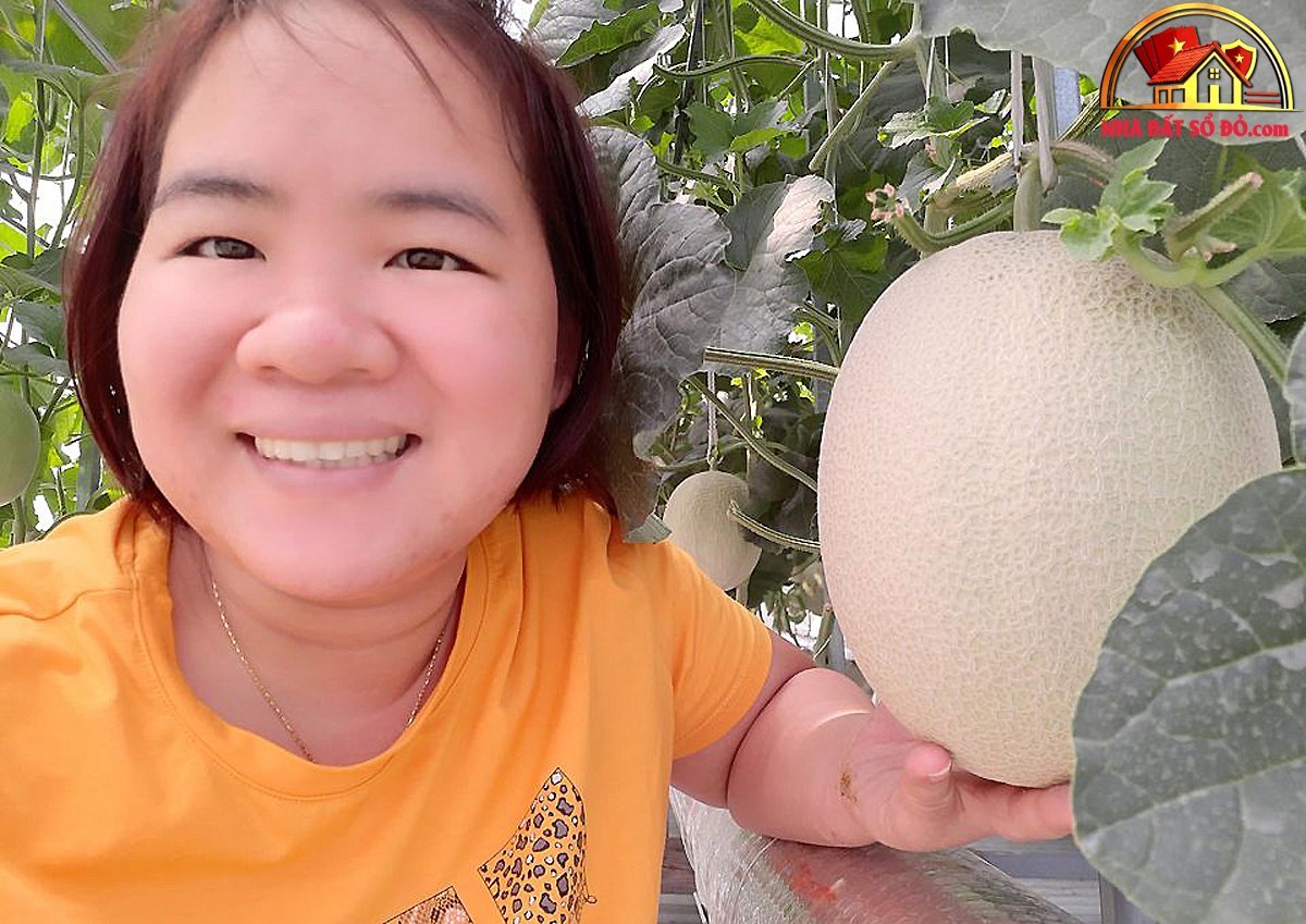 Thu hoạch 3 tạ dưa từ vườn trên mái tôn - Ảnh 9.