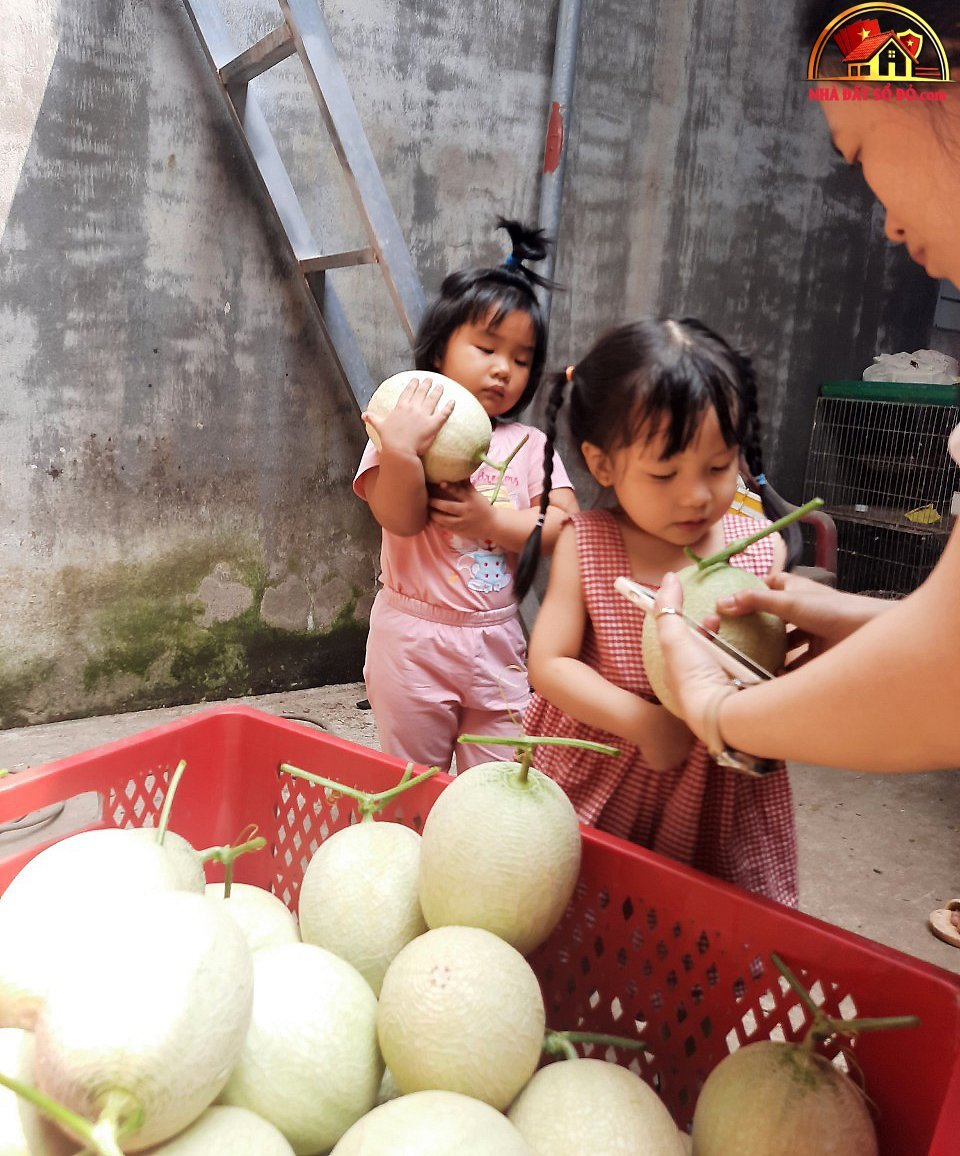 Thu hoạch 3 tạ dưa từ vườn trên mái tôn - Ảnh 10.